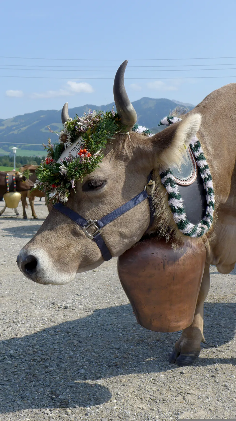 Viehscheid – decorated cattle during Almabtrieb festival in Bolsterlang