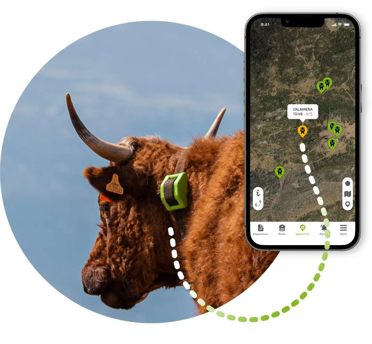 Digitanimal GPS collar on cattle