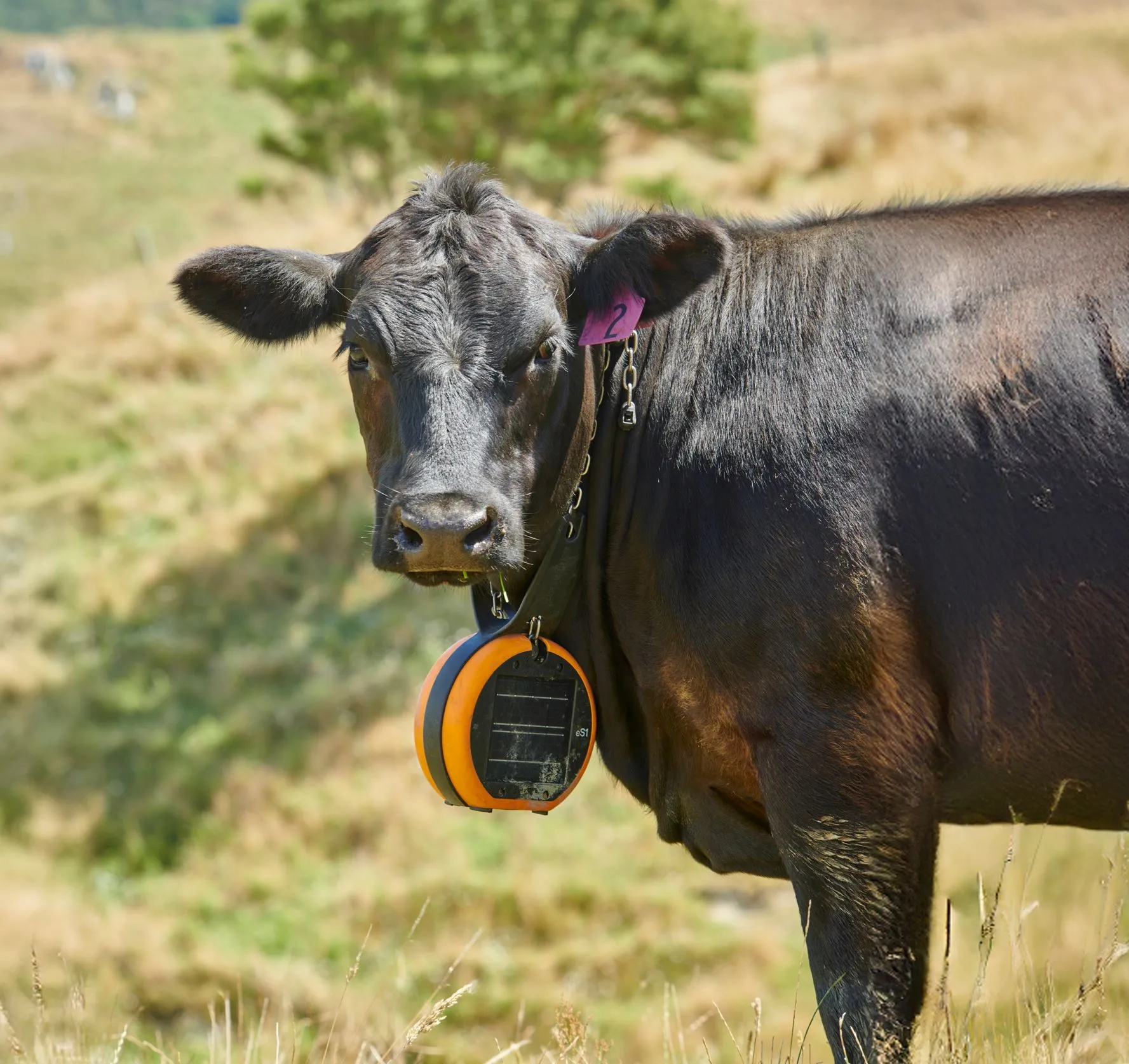 Gallagher eShepherd virtual fencing collar