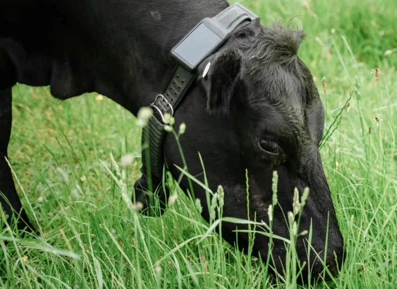 Halter virtual fencing with cattle on pasture
