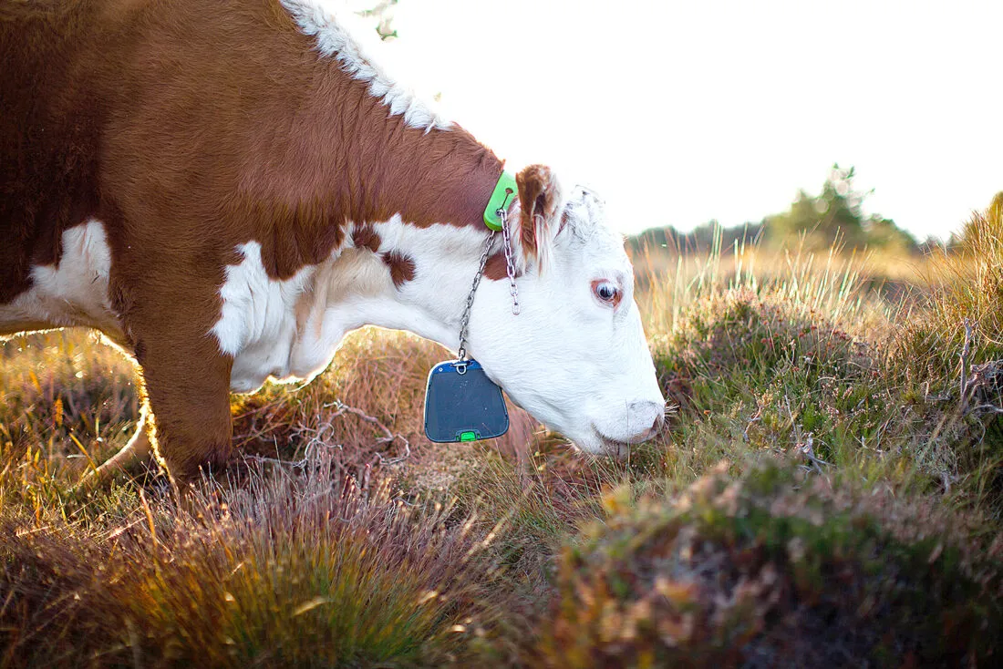 Nofence virtual fencing collar on cattle
