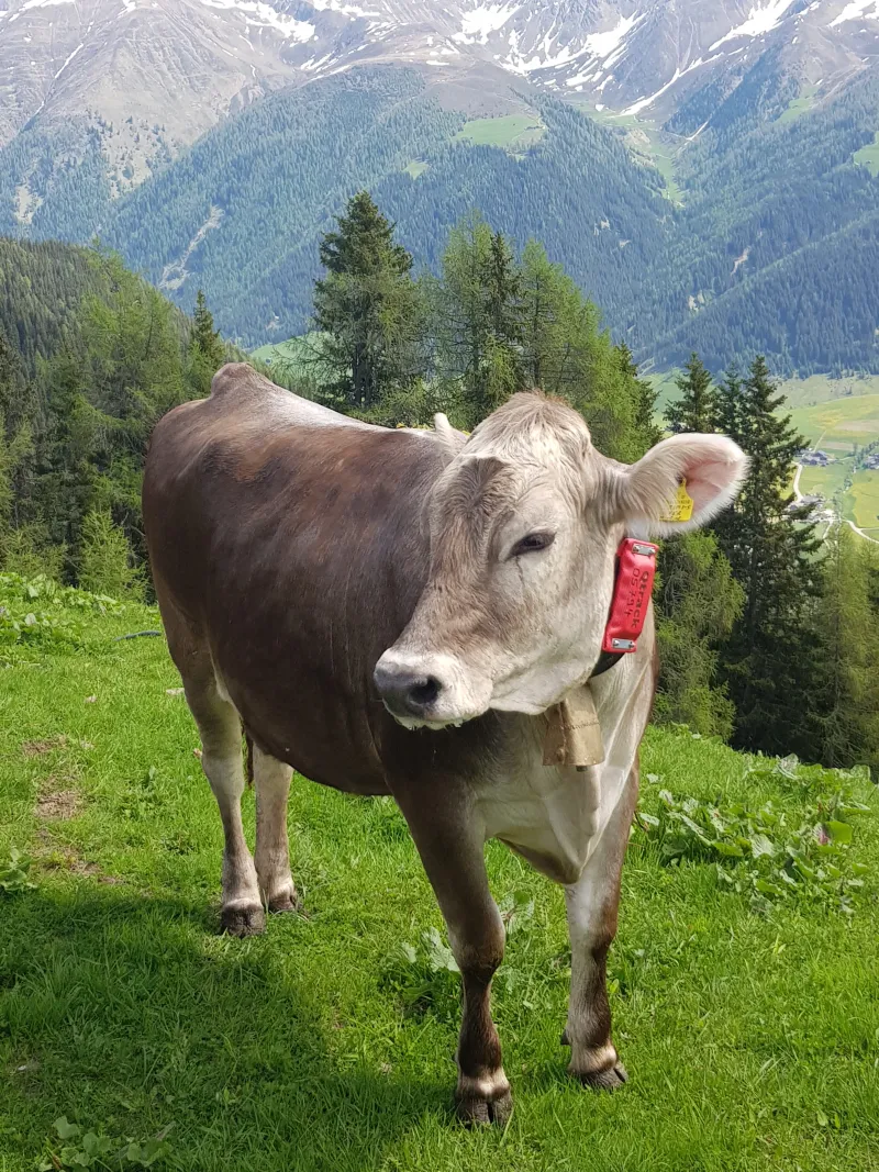 Qtrack GPS tracker on cow in alpine pasture