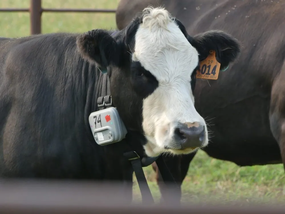 Vence virtual fencing collar